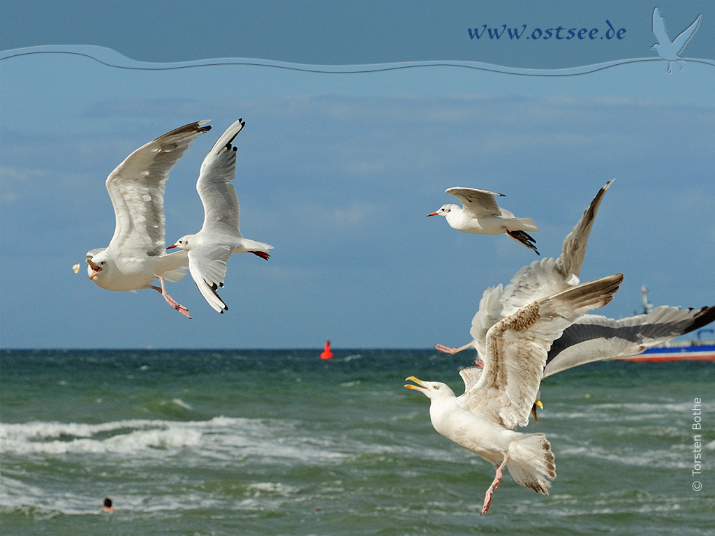 Hintergrundbild: Möwe an der Ostsee