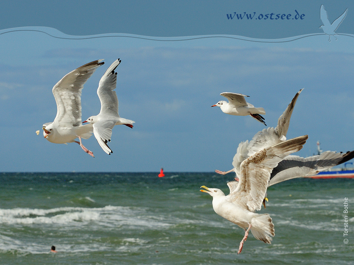 Hintergrundbild: Möwe an der Ostsee