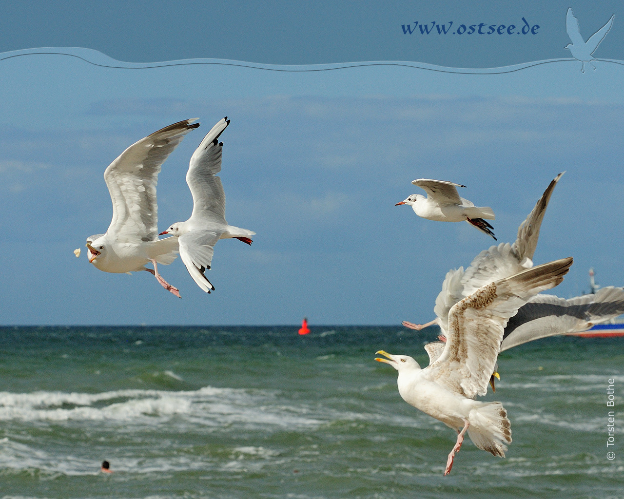 Möwe an der Ostsee