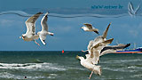 Möwe an der Ostsee