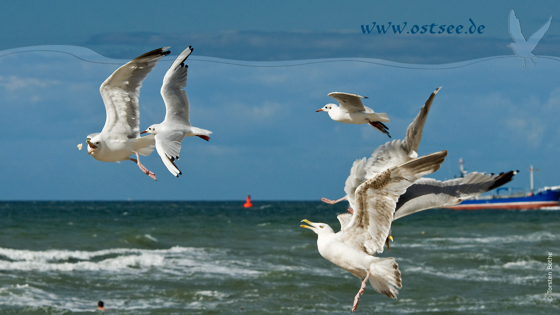 Möwe an der Ostsee