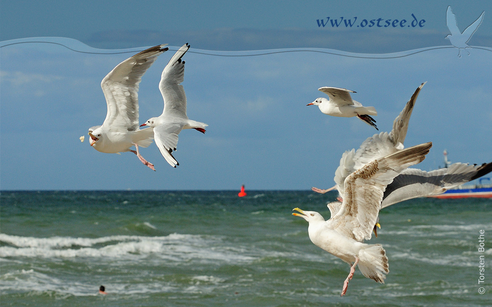 Möwe an der Ostsee