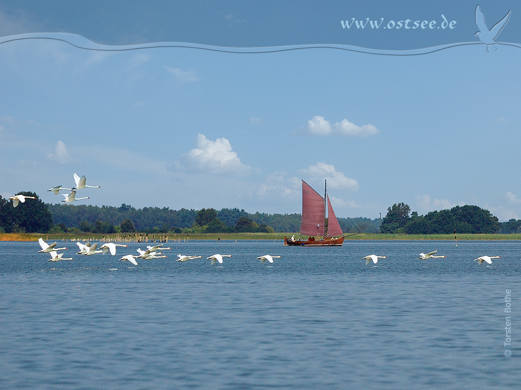 Hintergrundbild: Schwäne und Zeesboot an der Ostsee