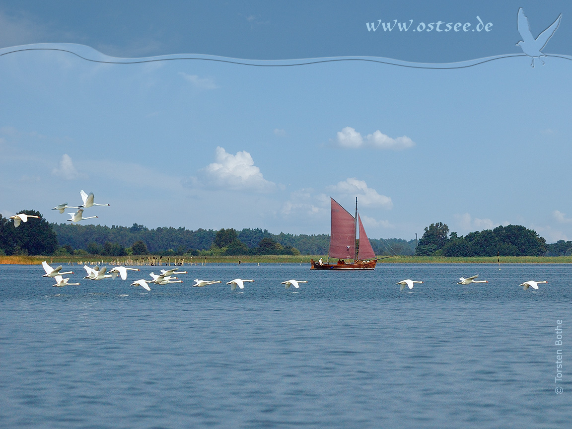 Schwäne und Zeesboot an der Ostsee