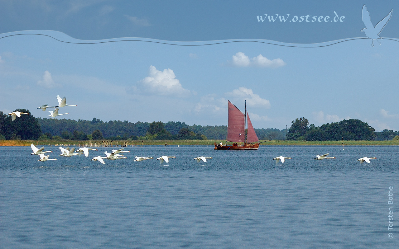 Schwäne und Zeesboot an der Ostsee