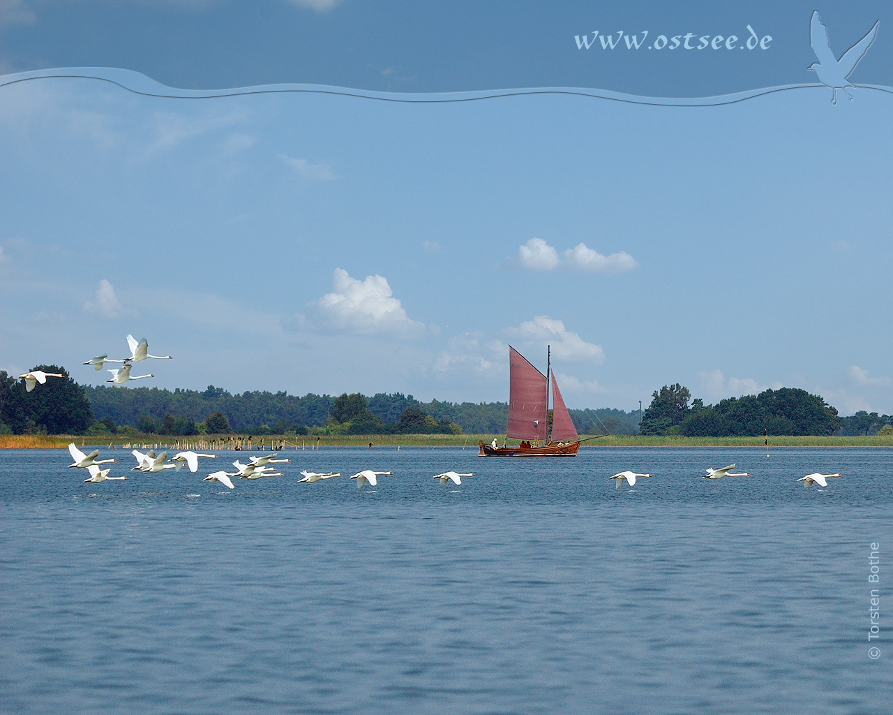 Hintergrundbild: Schwäne und Zeesboot an der Ostsee