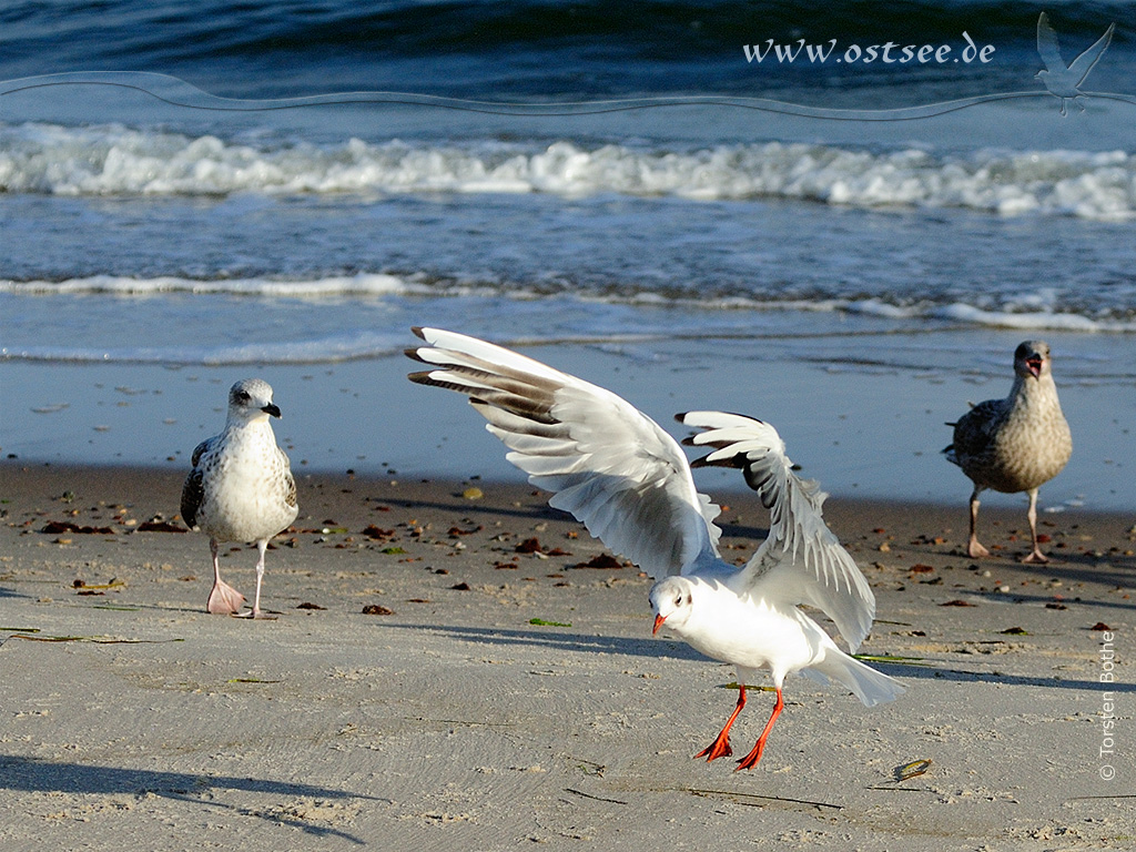 Möwen am Ostseestrand