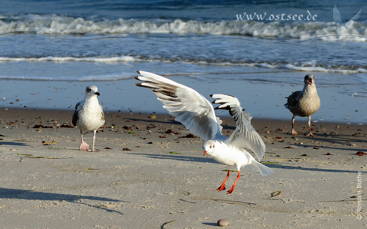 Möwen am Ostseestrand