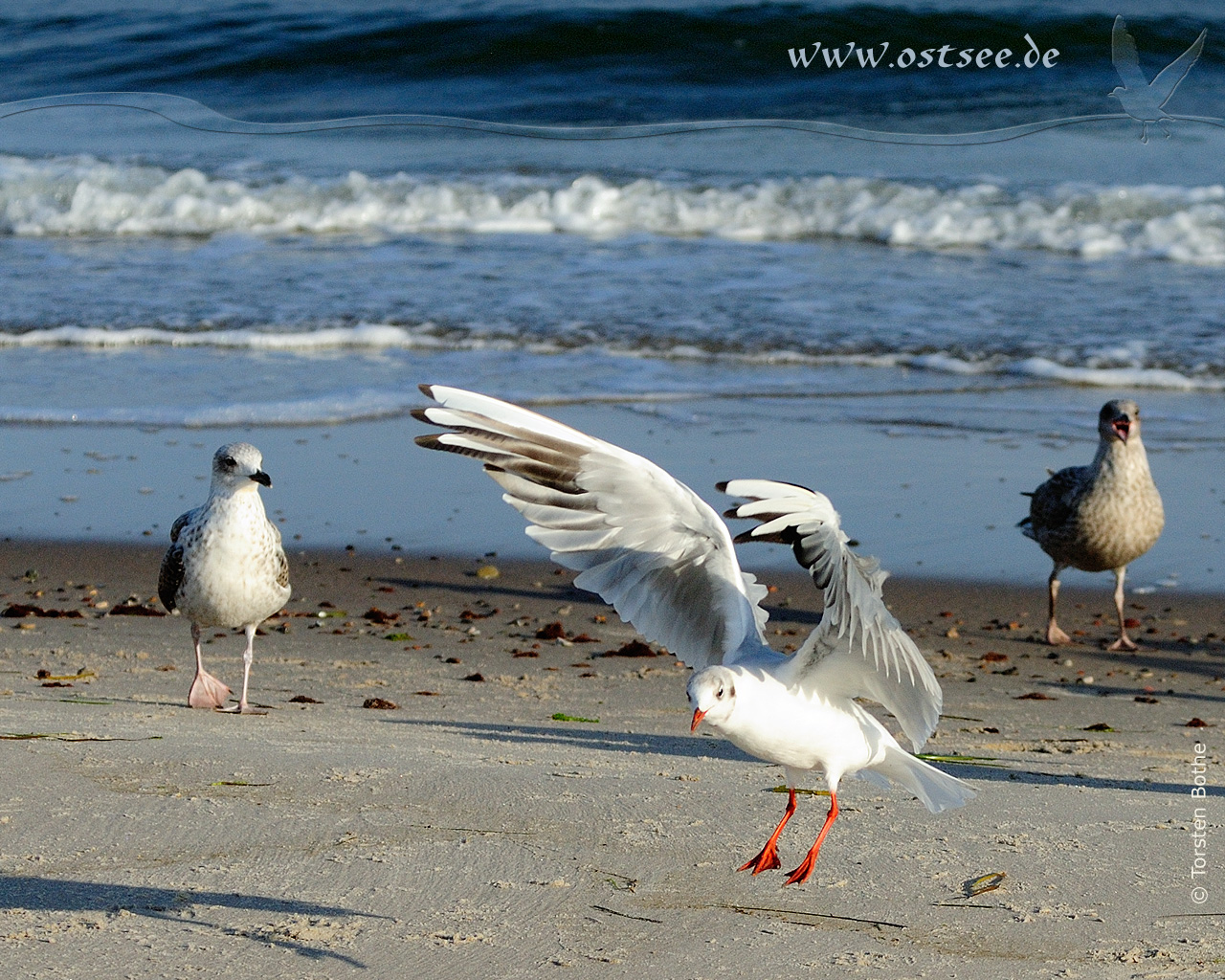 Hintergrundbild: Möwen am Ostseestrand