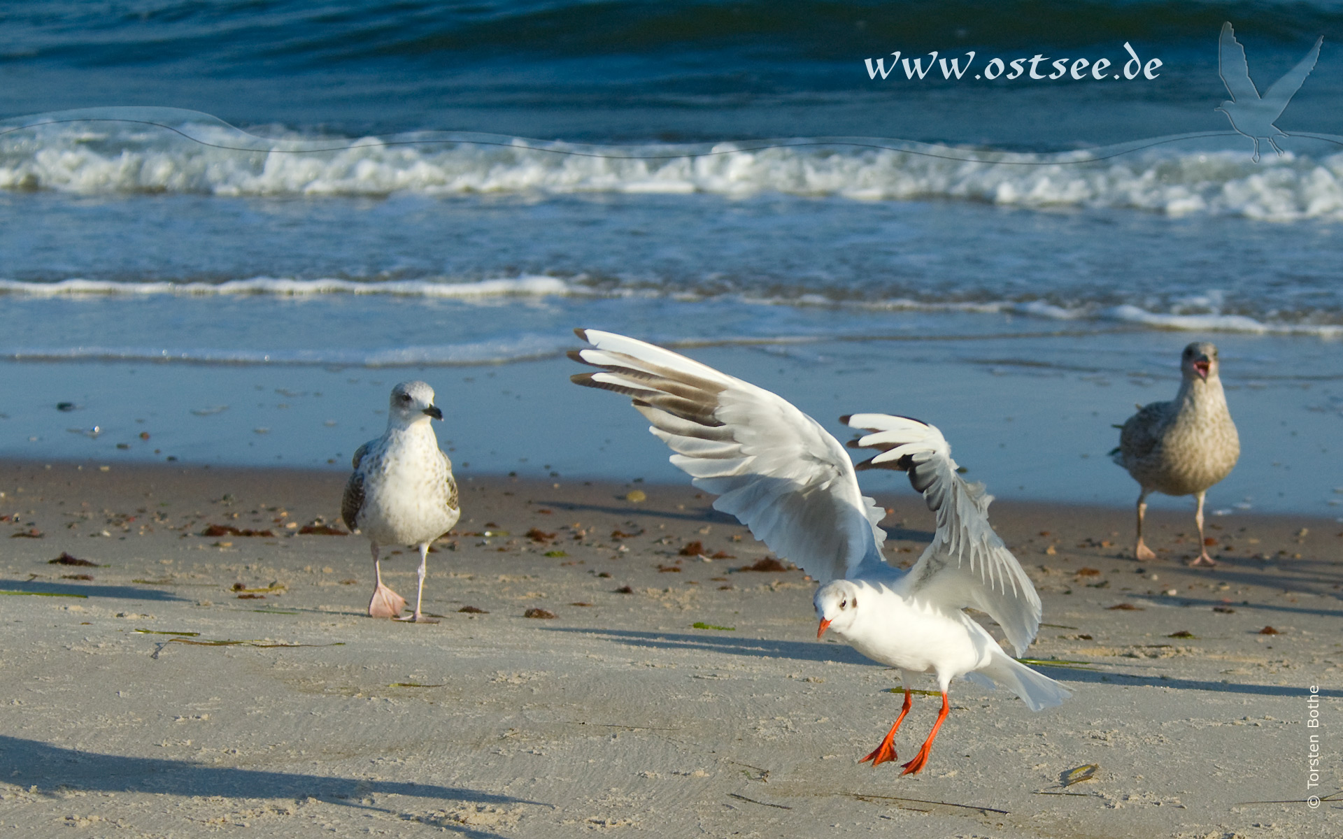 Möwen am Ostseestrand