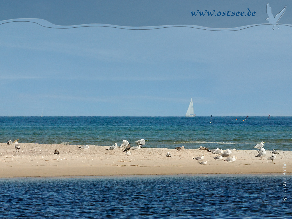 Hintergrundbild: Möwen an der Ostsee