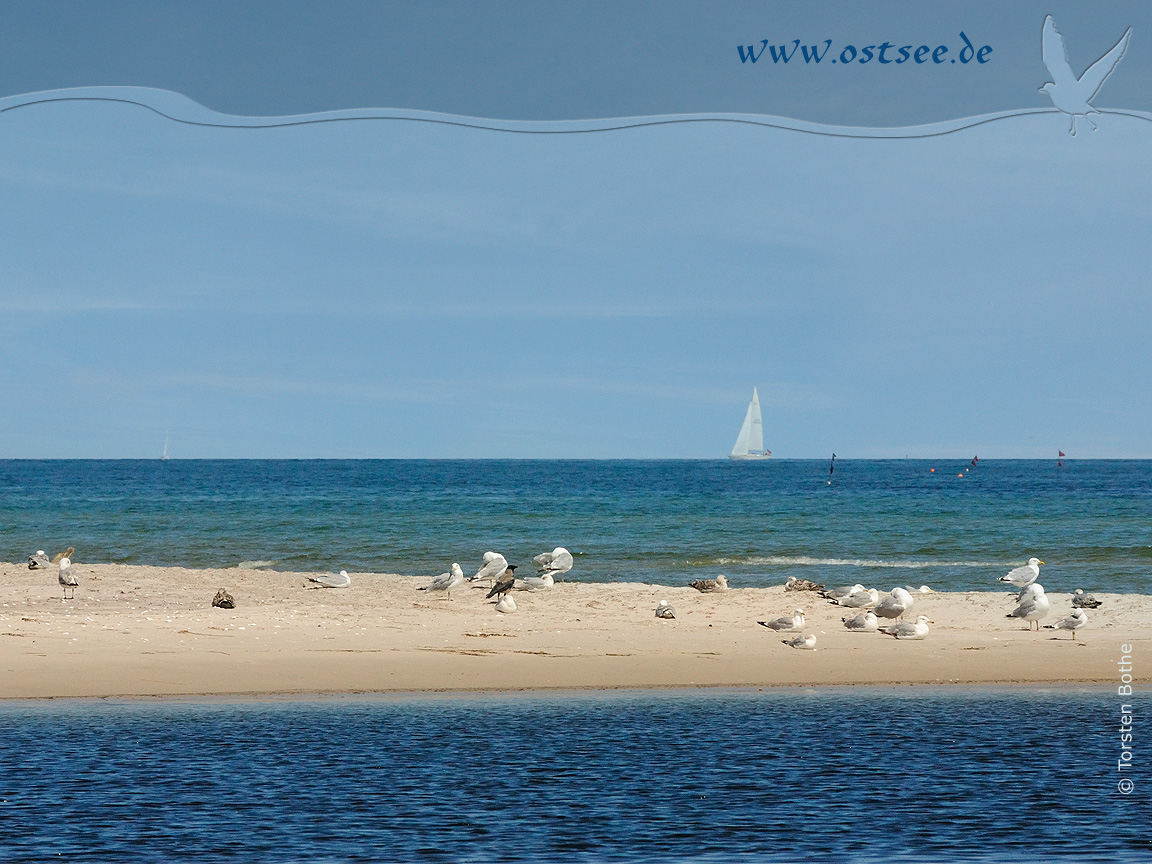 Hintergrundbild: Möwen an der Ostsee