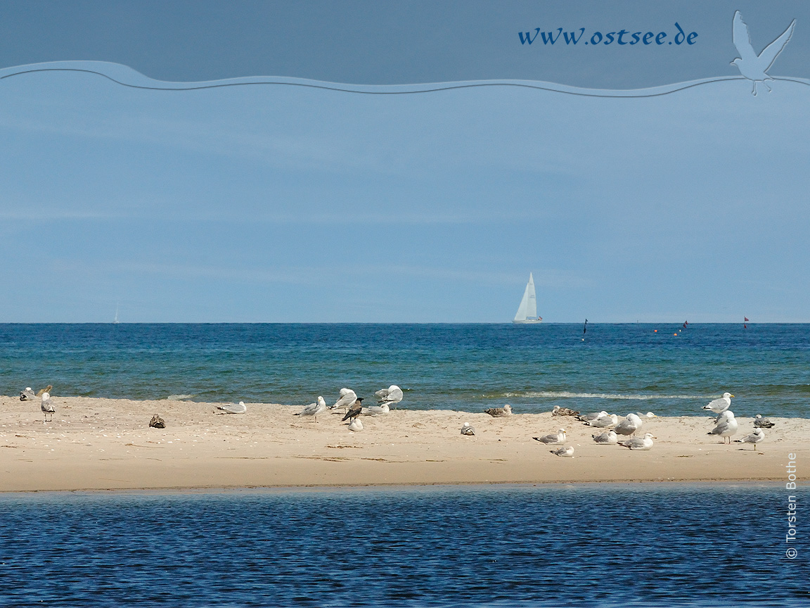 Möwen an der Ostsee