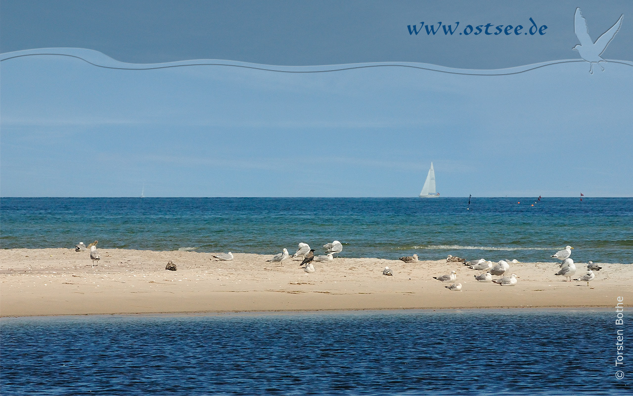 Hintergrundbild: Möwen an der Ostsee