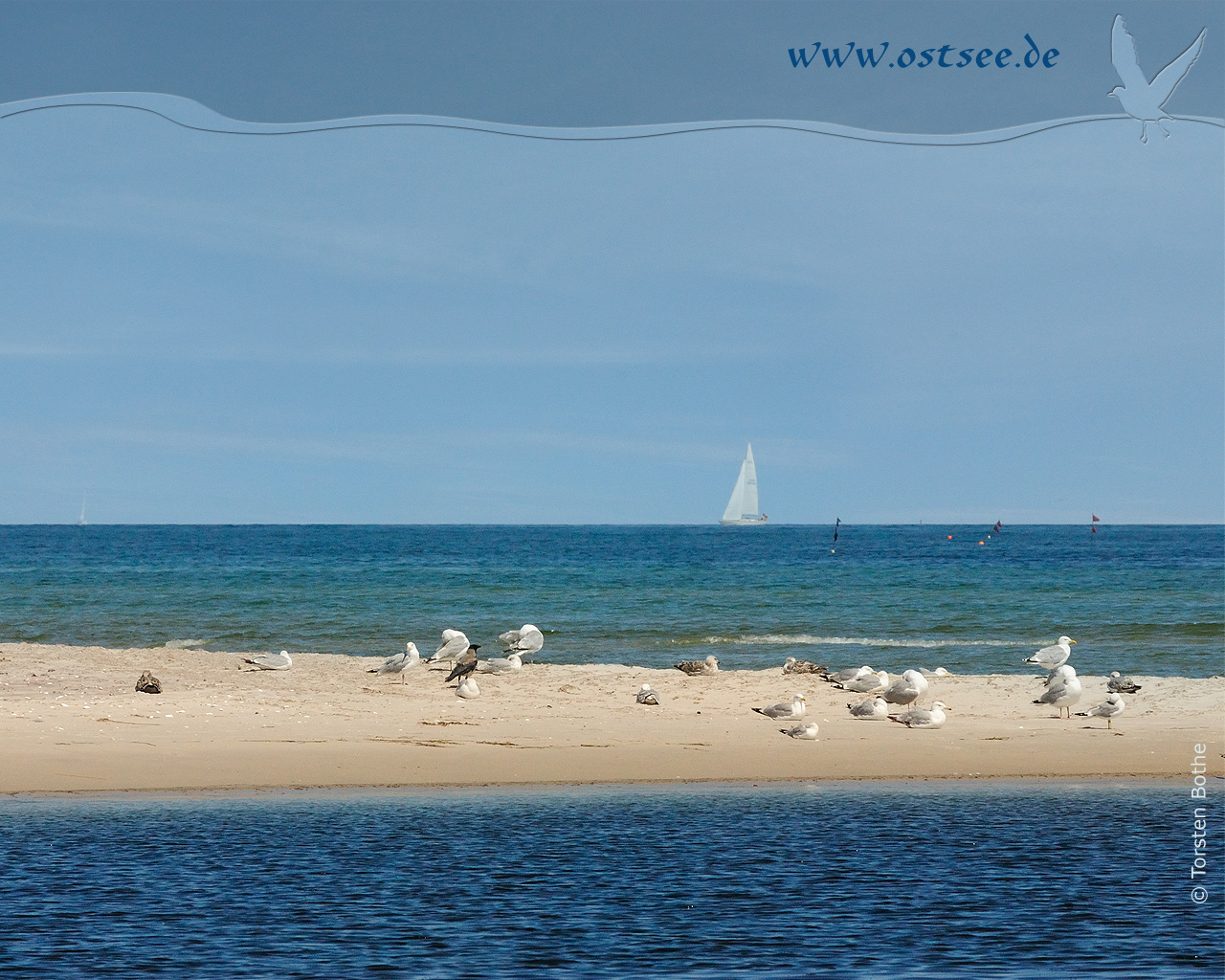 Hintergrundbild: Möwen an der Ostsee