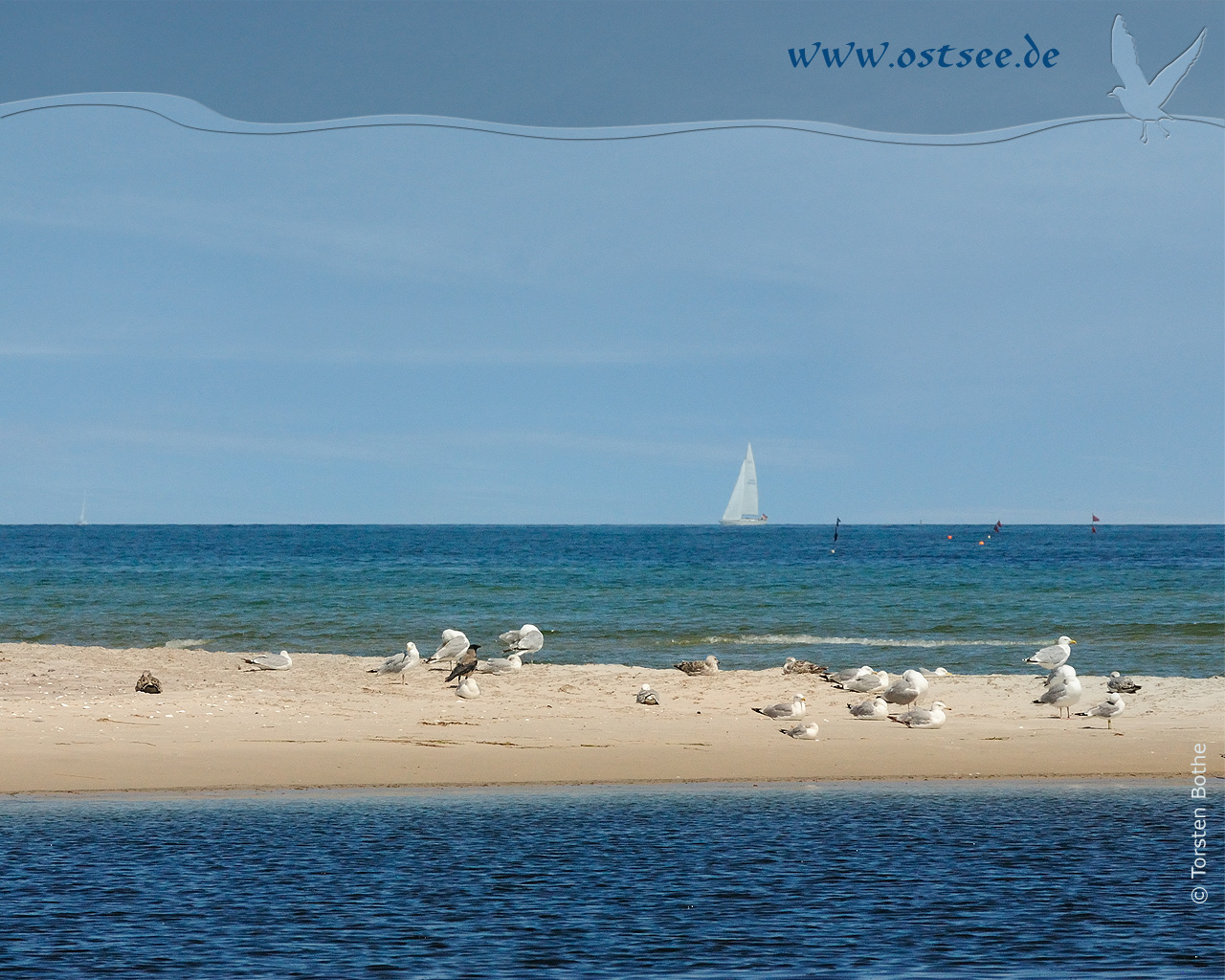 Möwen an der Ostsee