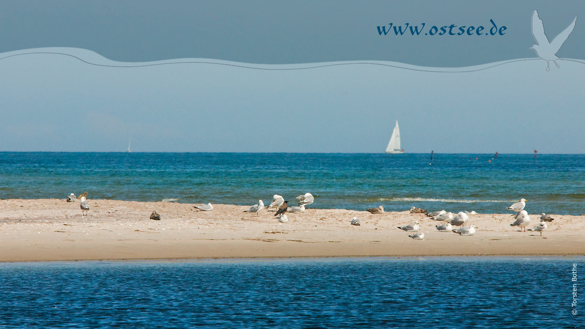 Hintergrundbild: Möwen an der Ostsee