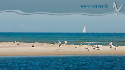 Möwen an der Ostsee